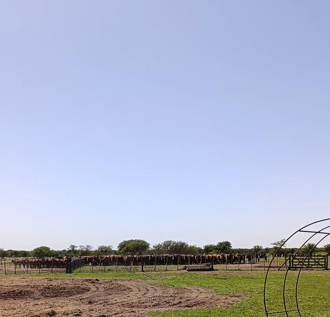 Granja en venta Chilibroste